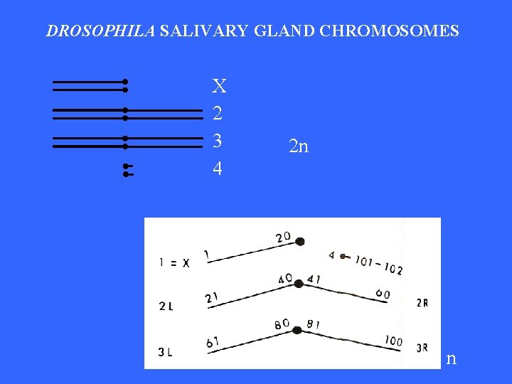 DROSOPHILA SALIVARY GLAND CHROMOSOMES X 2 3 4 2 n n 