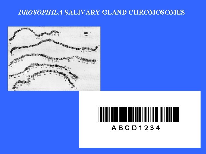DROSOPHILA SALIVARY GLAND CHROMOSOMES 