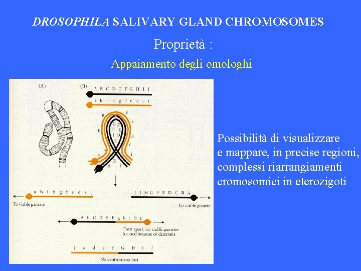 DROSOPHILA SALIVARY GLAND CHROMOSOMES Proprietà : Appaiamento degli omologhi Possibilità di visualizzare e mappare,