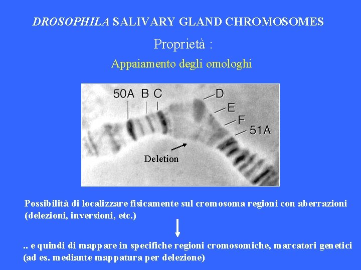 DROSOPHILA SALIVARY GLAND CHROMOSOMES Proprietà : Appaiamento degli omologhi Deletion Possibilità di localizzare fisicamente