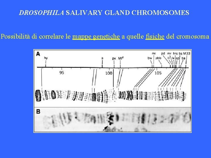 DROSOPHILA SALIVARY GLAND CHROMOSOMES Possibilità di correlare le mappe genetiche a quelle fisiche del