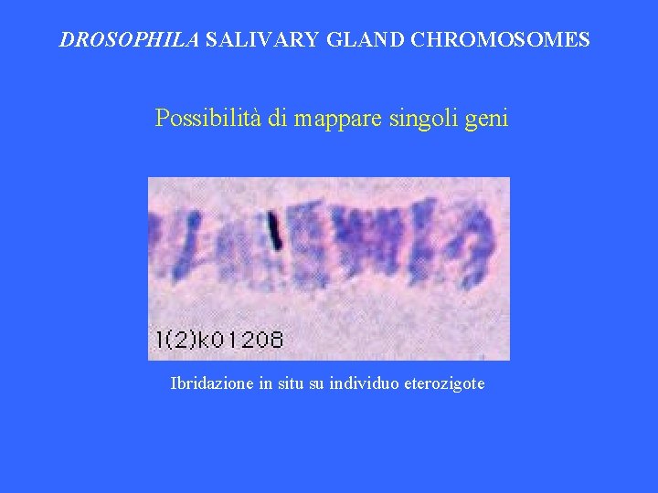 DROSOPHILA SALIVARY GLAND CHROMOSOMES Possibilità di mappare singoli geni Ibridazione in situ su individuo