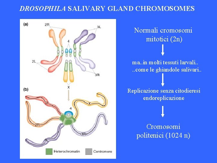 DROSOPHILA SALIVARY GLAND CHROMOSOMES Normali cromosomi mitotici (2 n) ma. . in molti tessuti