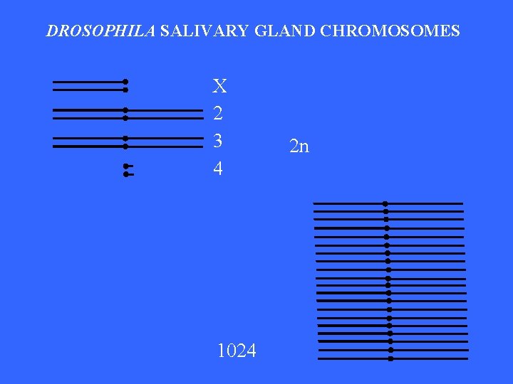 DROSOPHILA SALIVARY GLAND CHROMOSOMES X 2 3 4 1024 2 n 