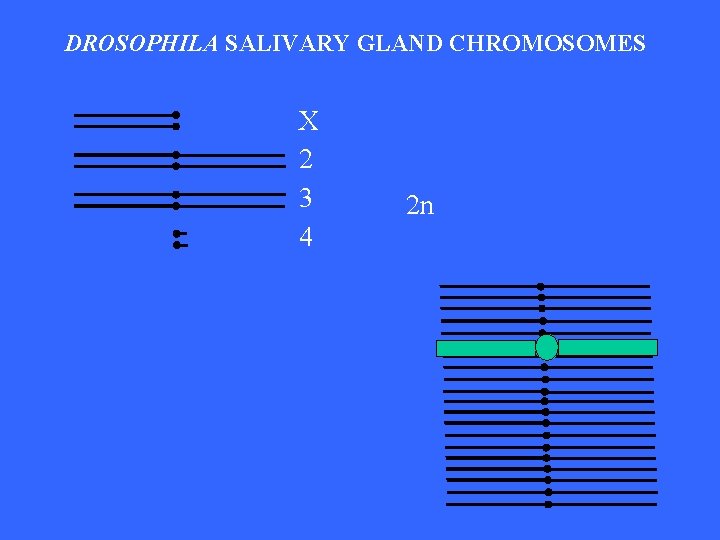 DROSOPHILA SALIVARY GLAND CHROMOSOMES X 2 3 4 2 n 