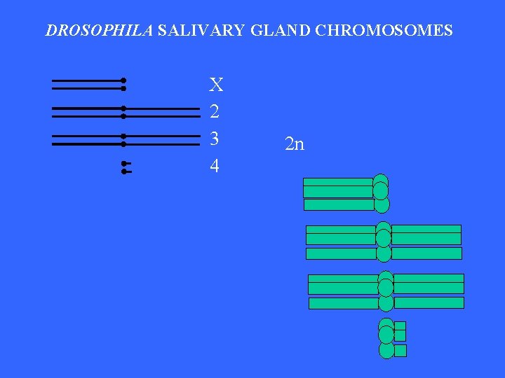 DROSOPHILA SALIVARY GLAND CHROMOSOMES X 2 3 4 2 n 