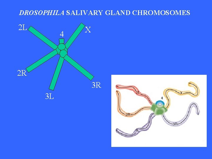 DROSOPHILA SALIVARY GLAND CHROMOSOMES 2 L 4 X 2 R 3 R 3 L