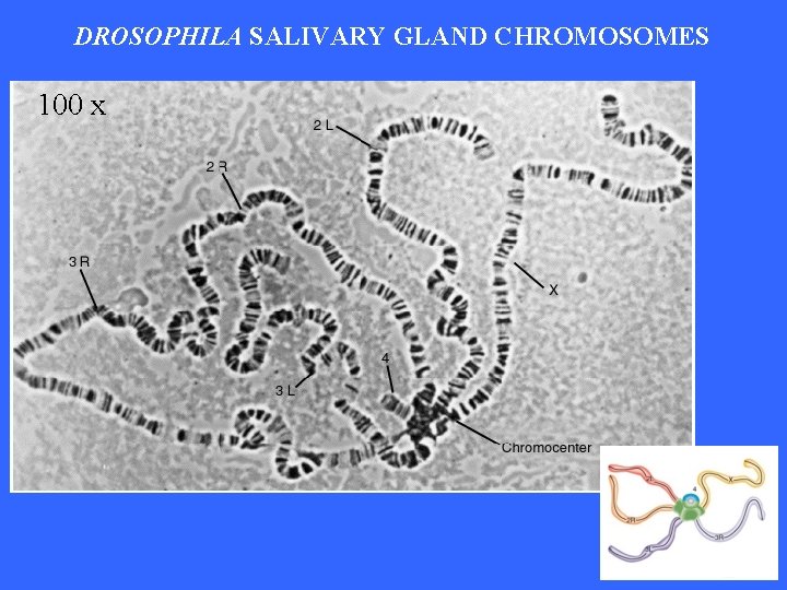 DROSOPHILA SALIVARY GLAND CHROMOSOMES 100 x 