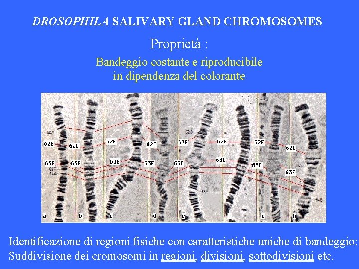 DROSOPHILA SALIVARY GLAND CHROMOSOMES Proprietà : Bandeggio costante e riproducibile in dipendenza del colorante