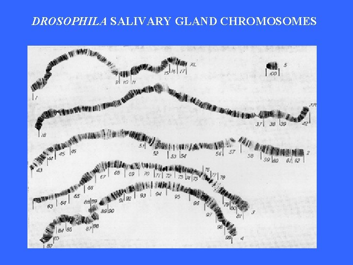 DROSOPHILA SALIVARY GLAND CHROMOSOMES 