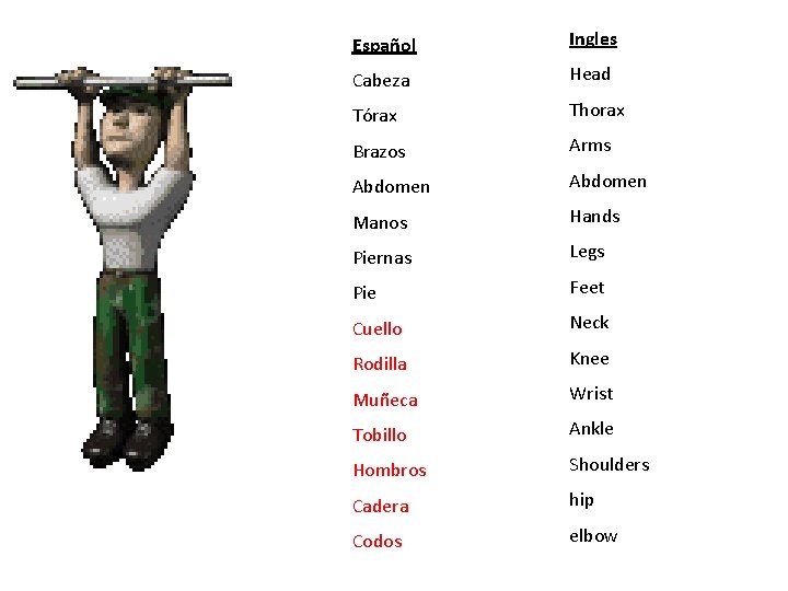 Español Ingles Cabeza Head Tórax Thorax Brazos Arms Abdomen Manos Hands Piernas Legs Pie