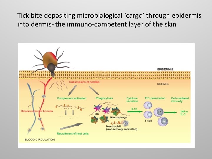Tick bite depositing microbiological ‘cargo’ through epidermis into dermis- the immuno-competent layer of the