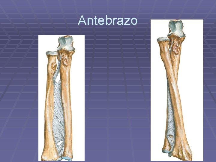 Antebrazo 
