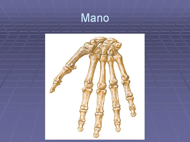 Mano 