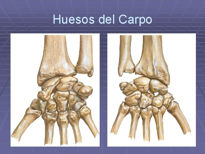 Huesos del Carpo 