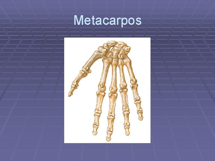 Metacarpos 