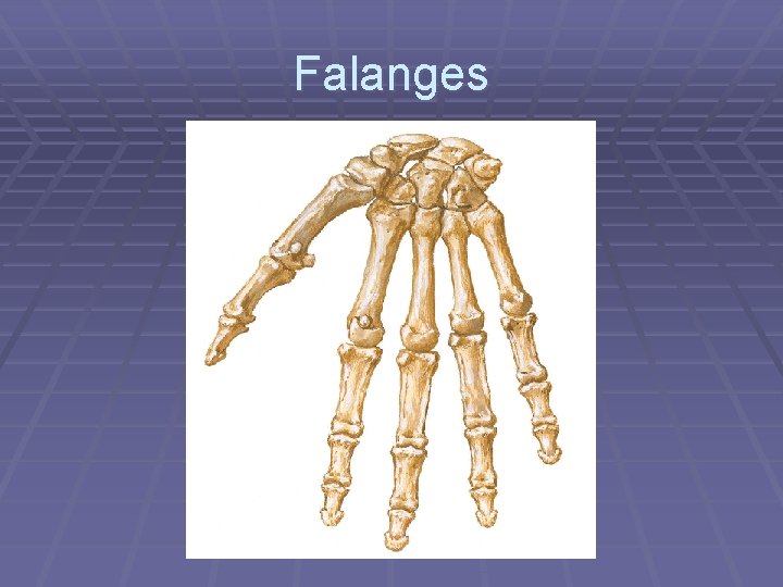 Falanges 