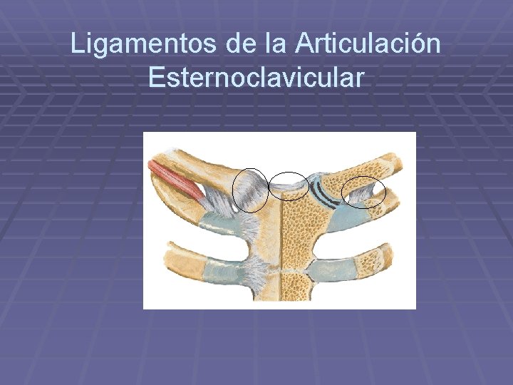 Ligamentos de la Articulación Esternoclavicular 
