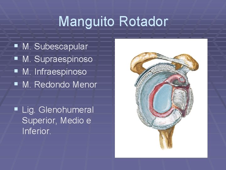 Manguito Rotador § § M. Subescapular M. Supraespinoso M. Infraespinoso M. Redondo Menor §