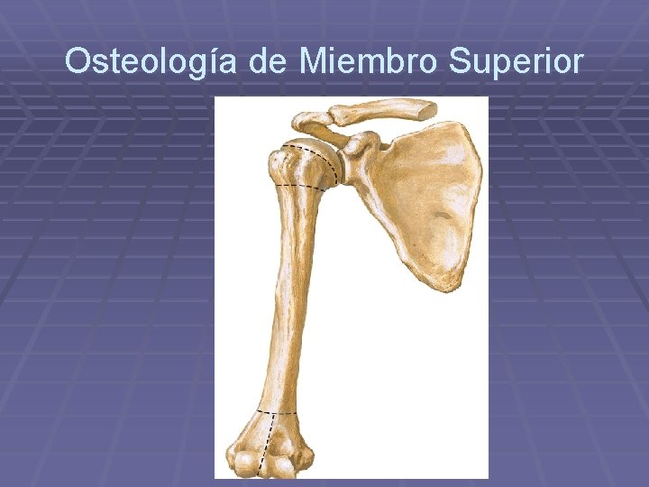 Osteología de Miembro Superior 