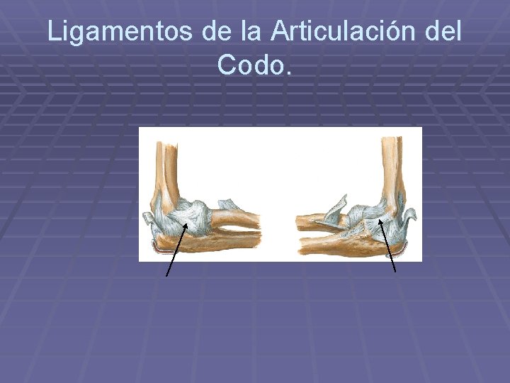 Ligamentos de la Articulación del Codo. 