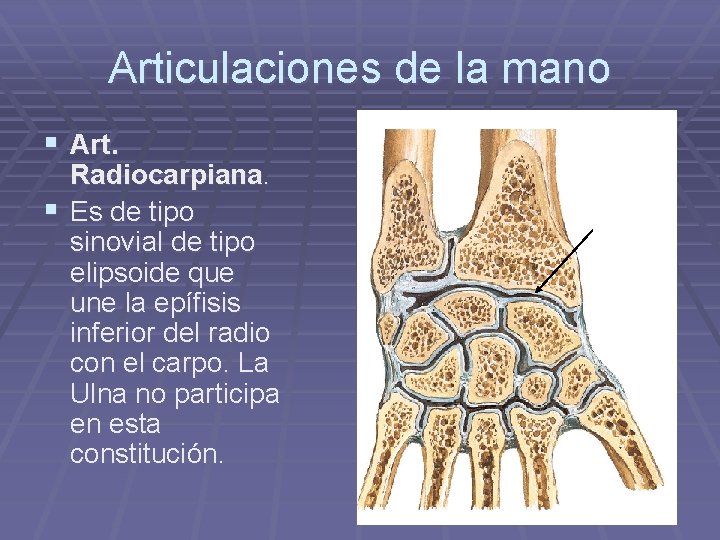 Articulaciones de la mano § Art. Radiocarpiana. § Es de tipo sinovial de tipo