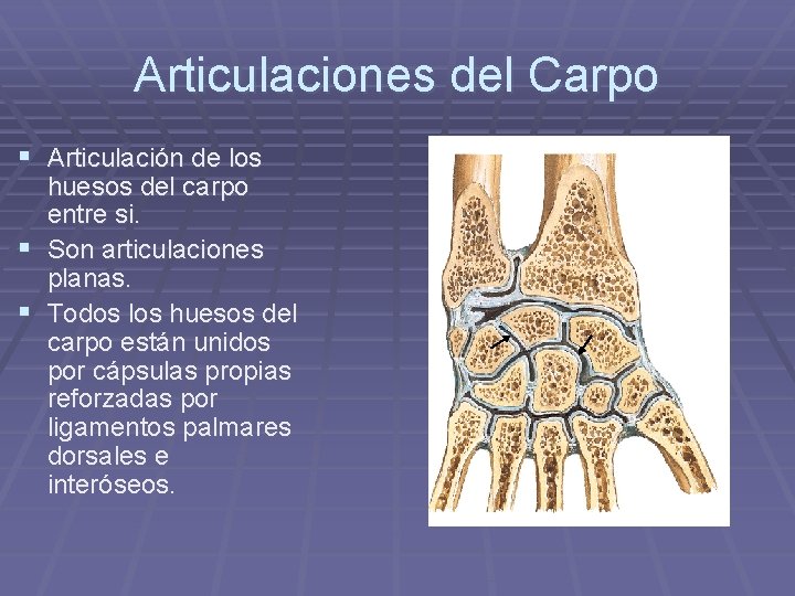 Articulaciones del Carpo § Articulación de los huesos del carpo entre si. § Son