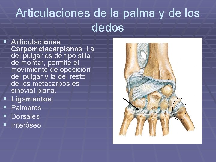 Articulaciones de la palma y de los dedos § Articulaciones § § Carpometacarpianas. La