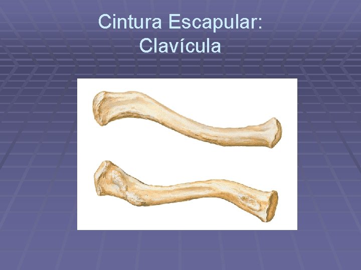 Cintura Escapular: Clavícula 