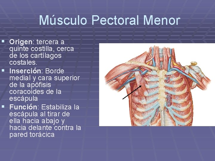 Músculo Pectoral Menor § Origen: tercera a quinte costilla, cerca de los cartílagos costales.