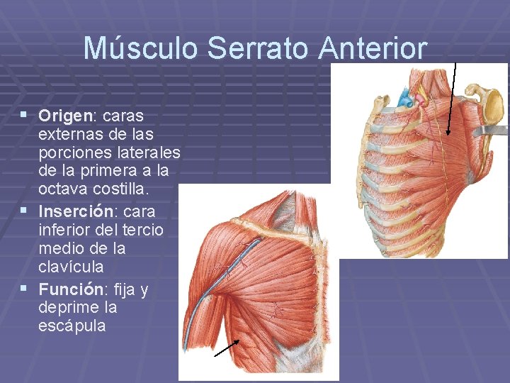 Músculo Serrato Anterior § Origen: caras externas de las porciones laterales de la primera