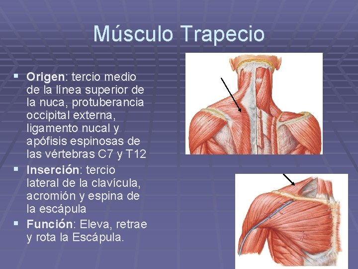 Músculo Trapecio § Origen: tercio medio de la línea superior de la nuca, protuberancia