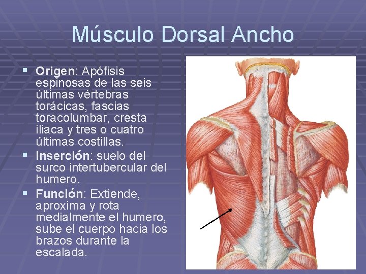 Músculo Dorsal Ancho § Origen: Apófisis espinosas de las seis últimas vértebras torácicas, fascias