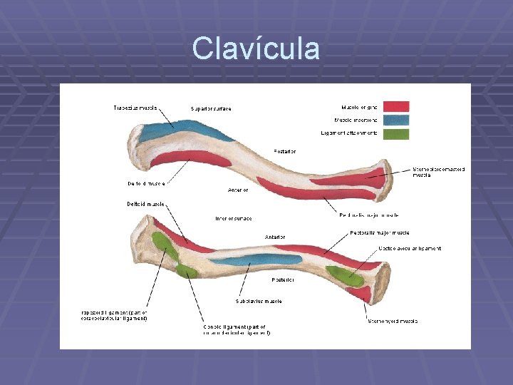 Clavícula 