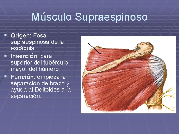 Músculo Supraespinoso § Origen: Fosa supraespinosa de la escápula. § Inserción: cara superior del