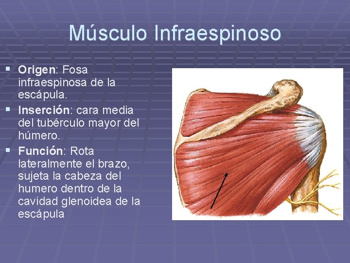 Músculo Infraespinoso § Origen: Fosa infraespinosa de la escápula. § Inserción: cara media del