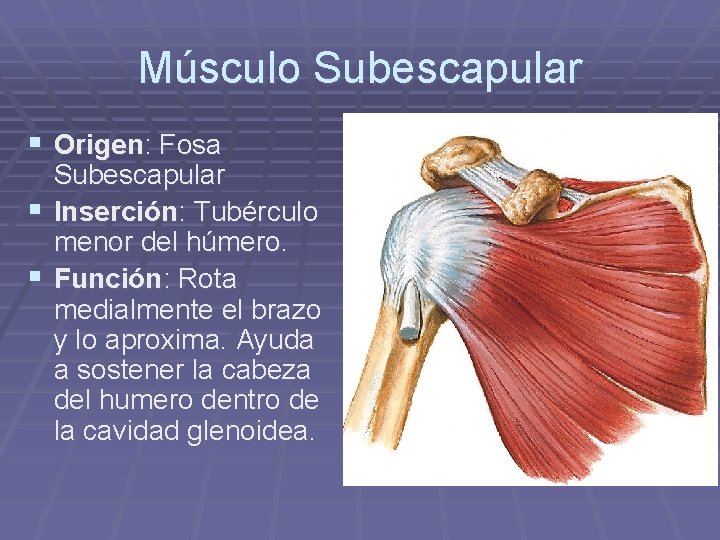 Músculo Subescapular § Origen: Fosa Subescapular § Inserción: Tubérculo menor del húmero. § Función: