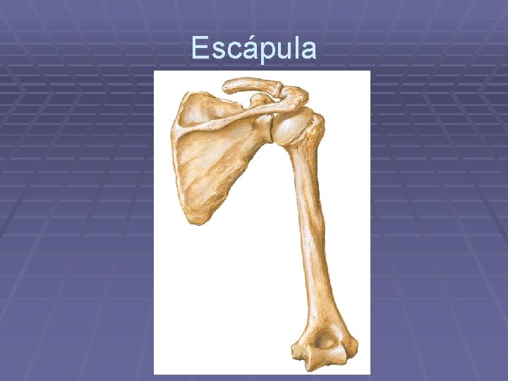 Escápula 