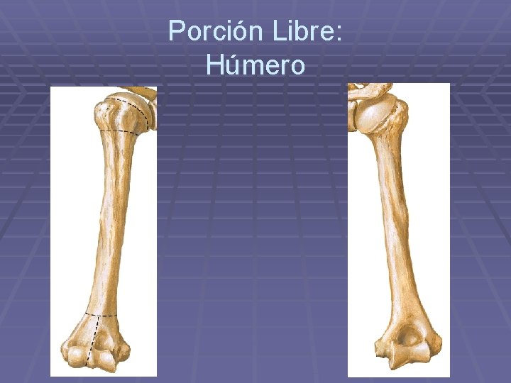 Porción Libre: Húmero 