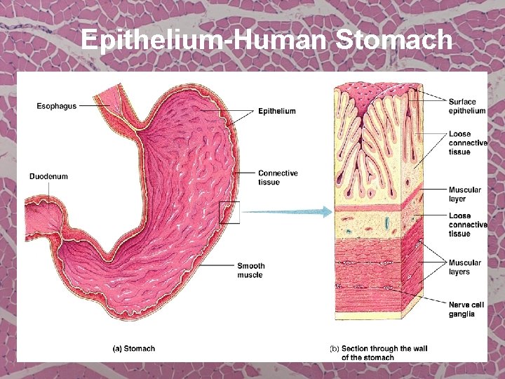 Epithelium-Human Stomach 