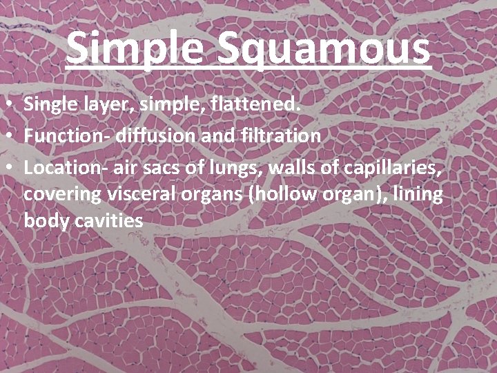 Simple Squamous • Single layer, simple, flattened. • Function- diffusion and filtration • Location-