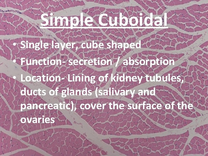 Simple Cuboidal • Single layer, cube shaped • Function- secretion / absorption • Location-