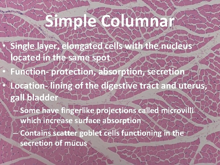 Simple Columnar • Single layer, elongated cells with the nucleus located in the same