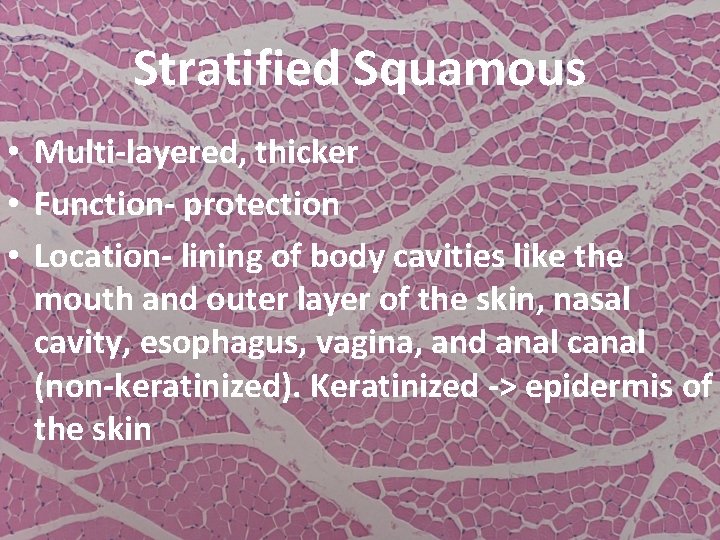 Stratified Squamous • Multi-layered, thicker • Function- protection • Location- lining of body cavities