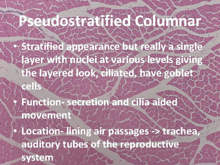 Pseudostratified Columnar • Stratified appearance but really a single layer with nuclei at various