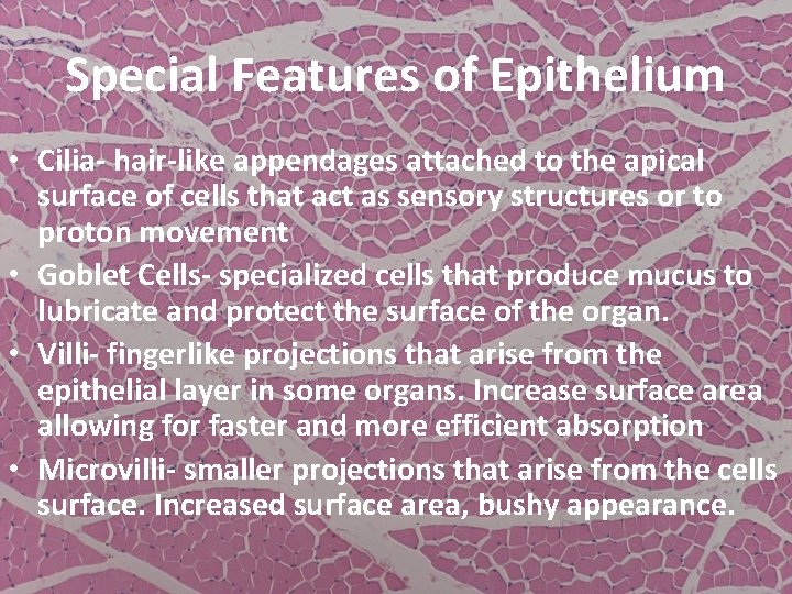 Special Features of Epithelium • Cilia- hair-like appendages attached to the apical surface of