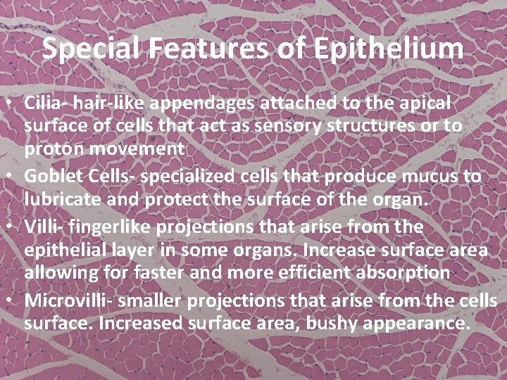 Special Features of Epithelium • Cilia- hair-like appendages attached to the apical surface of