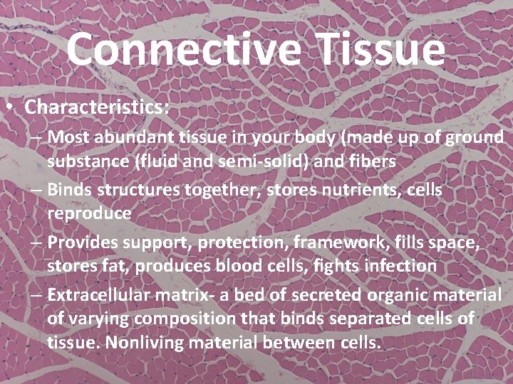 Connective Tissue • Characteristics: – Most abundant tissue in your body (made up of