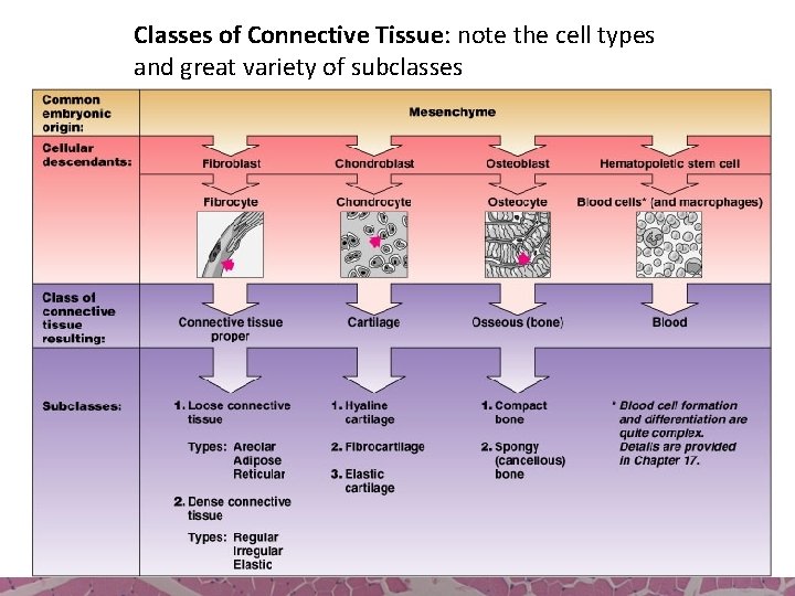 Classes of Connective Tissue: note the cell types and great variety of subclasses 