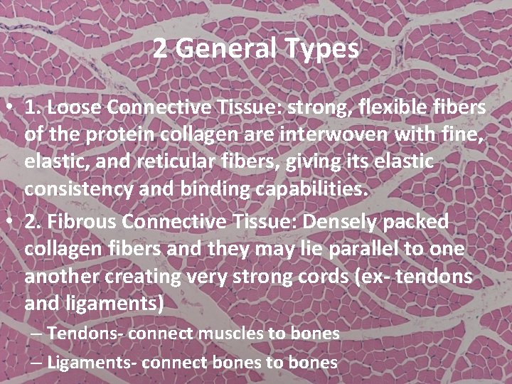 2 General Types • 1. Loose Connective Tissue: strong, flexible fibers of the protein